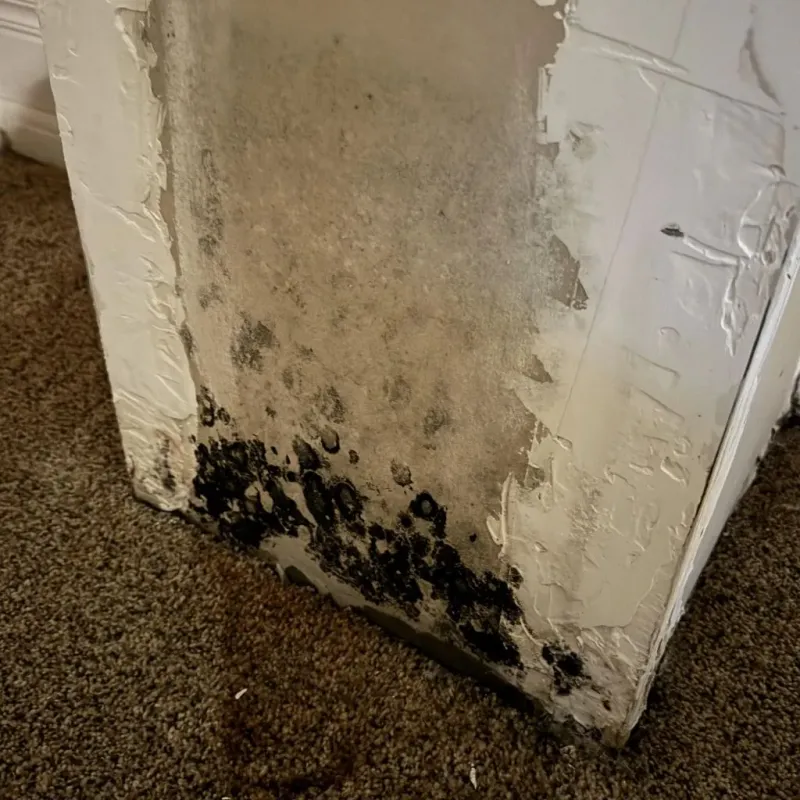 Professional Mold Removal in Dubuque, IA